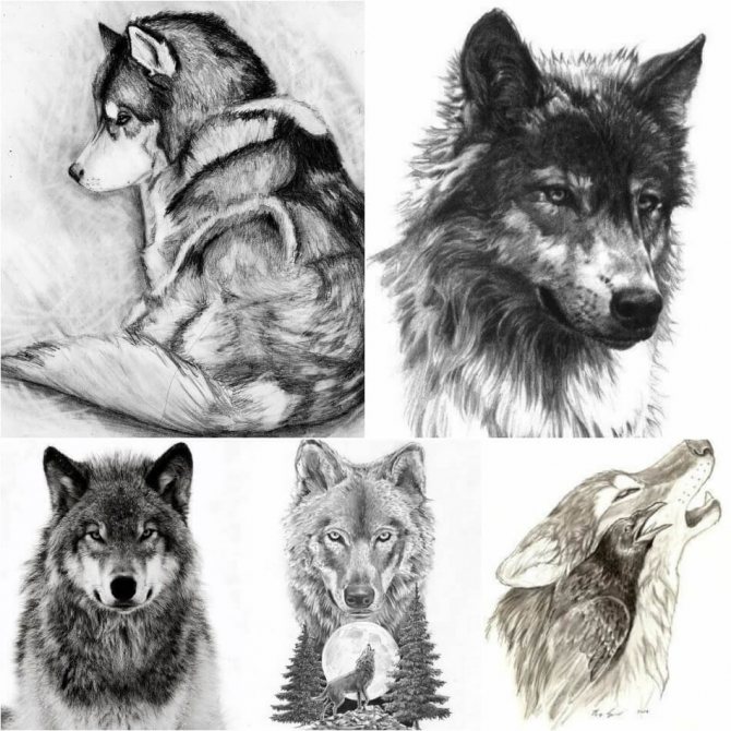 Tattoo Wolf - Sketches of Tattoo Wolf - Sketches of Tattoo with Wolf