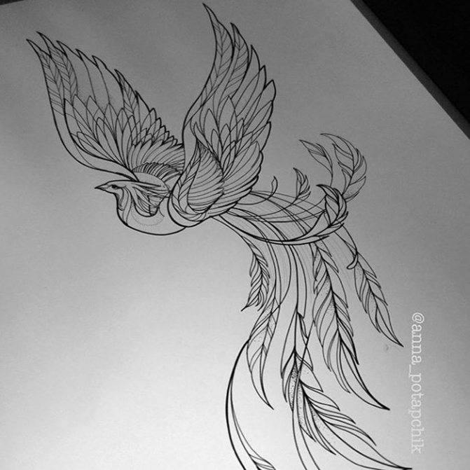 Firebird tattoo for girls sketch