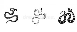 Tattoo snake. Meaning for girls, men, sketches, photos