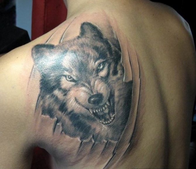 A wolf tattoo says you're most likely facing a recidivist thief