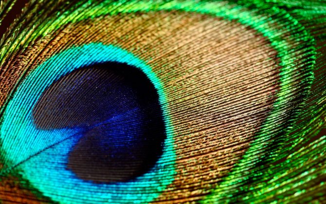The meaning of the peacock feather for different peoples