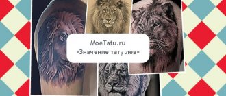 The meaning of the tattoo with the image of a lion.